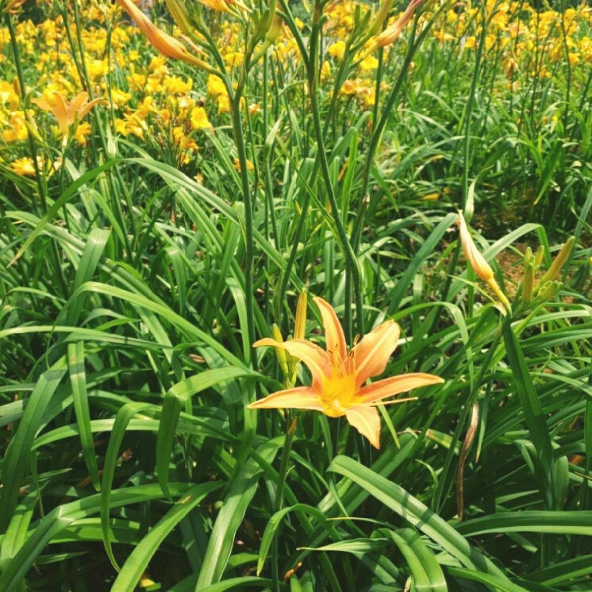 Liliowce: byliny do każdego ogrodu